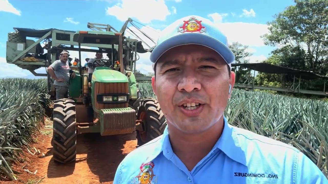 Proceso integral de siembra de piña desde @UPALA AGRÍCOLA