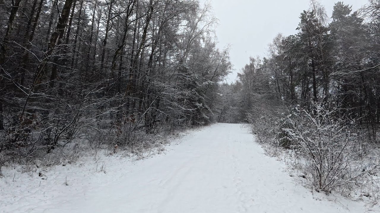 Relaxing Walk Through A German Forest On A Snowy Day [4K/60fps]