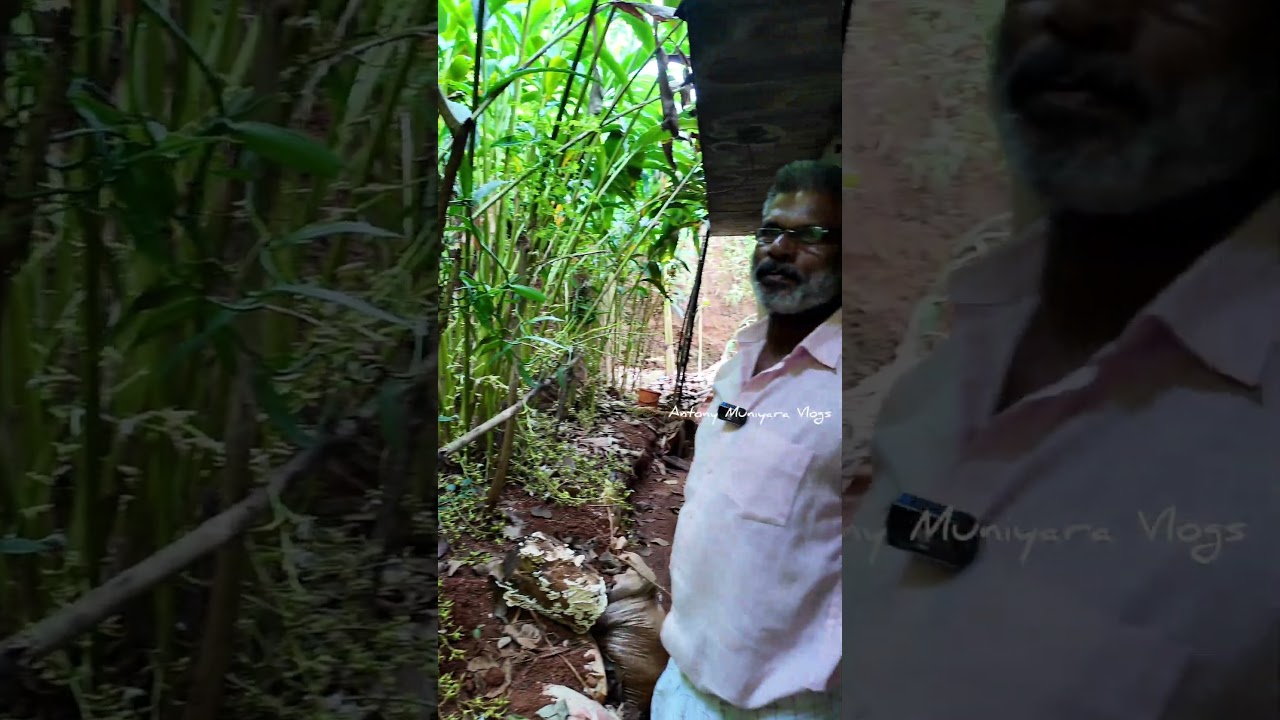കണിപറമ്പൻ ഏലം