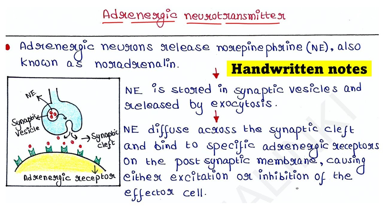 Adrenergic neurotransmitter