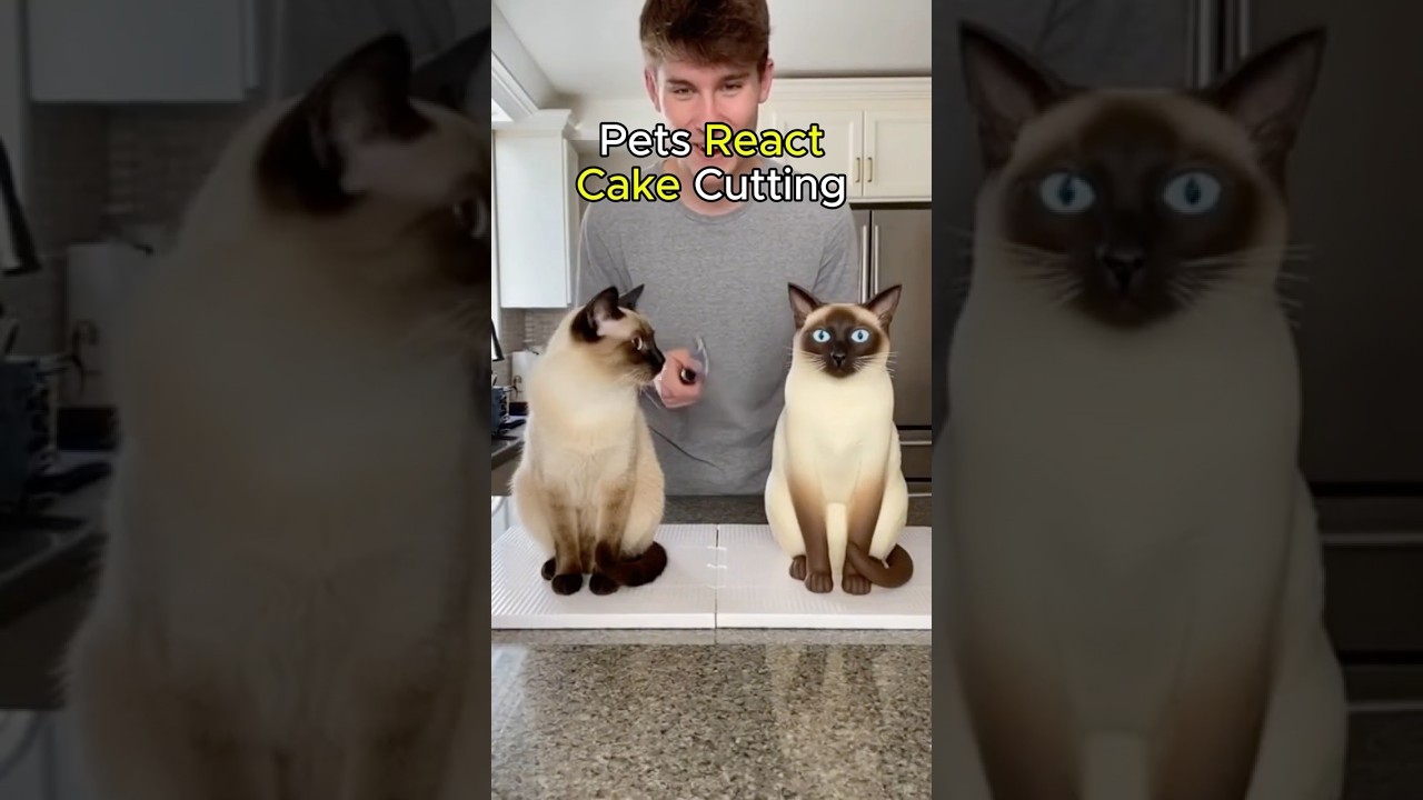 Cat Cakes Got Pets So CONFUSED 🙀 #shorts #funny