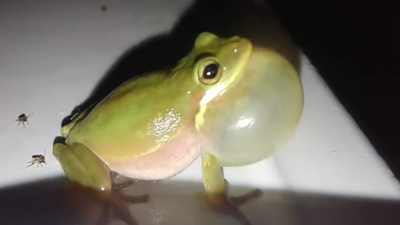 sapo cantor