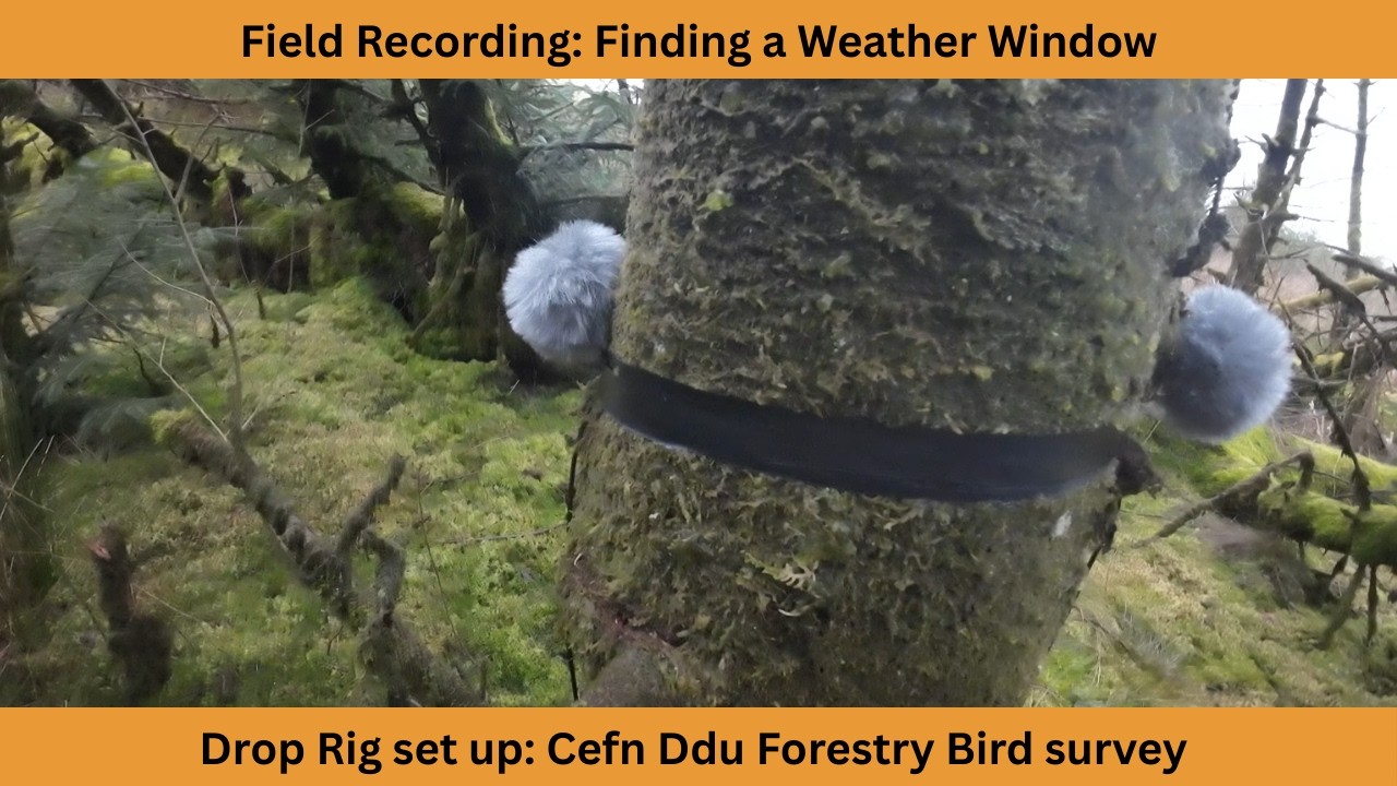 Weather window for field recording with a Drop Rig | Zoom f3 and Clippies
