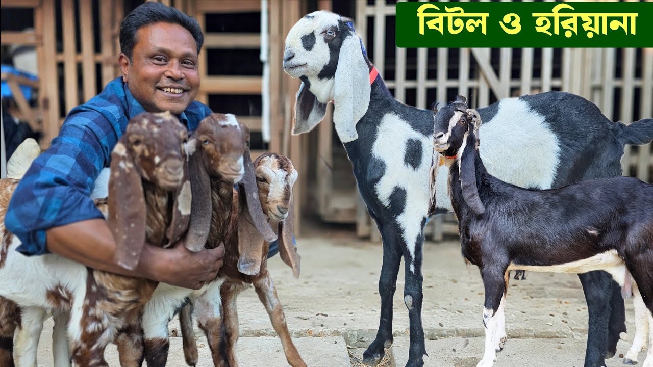 বিটল ও হরিয়ানা ছাগল কিনুন পাবনার ইকবাল ভাইয়ের খামার থেকে Pabna Goat Farm 