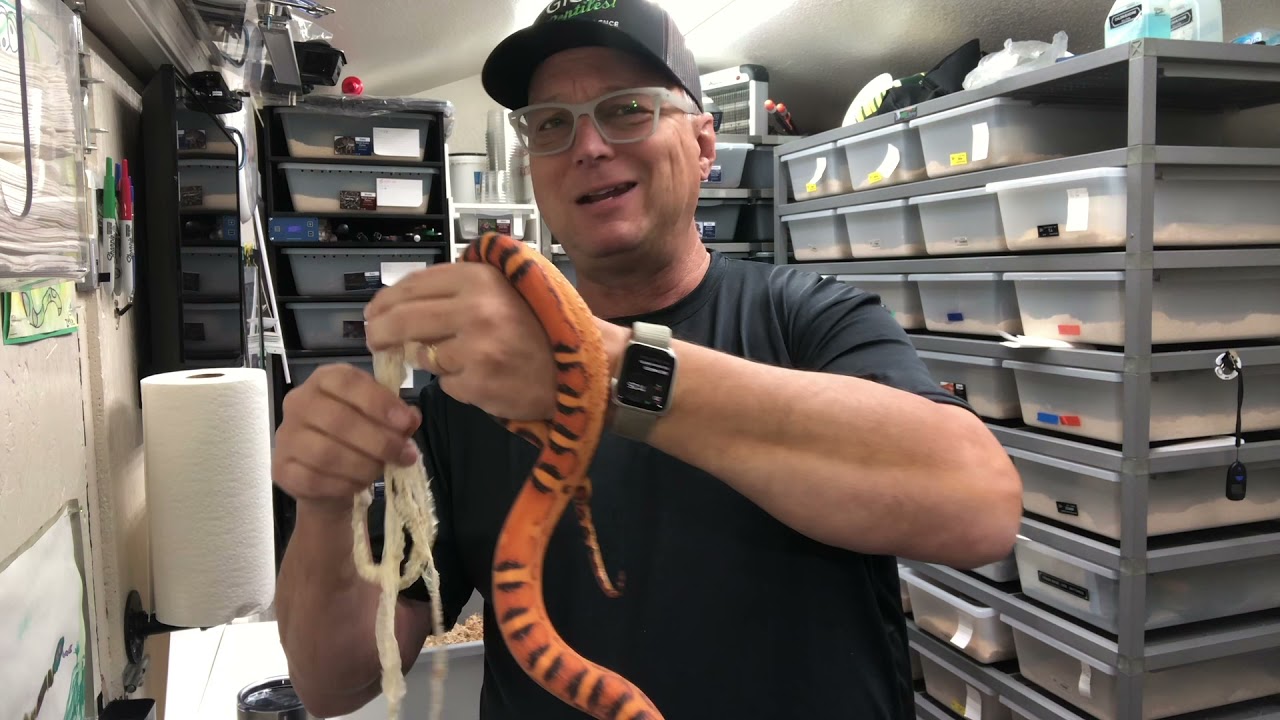 My Collection: Scaleless & Palmetto Cornsnakes