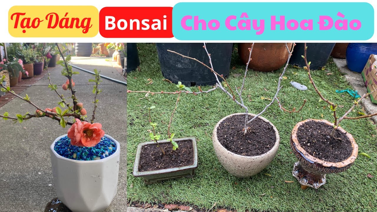Chia Sẻ Cách Cắt Tỉa Tạo Dáng BONSAI cho cây Hoa Đào Rất Dể Làm | Cuộc sống Mỹ |Miền Bắc California