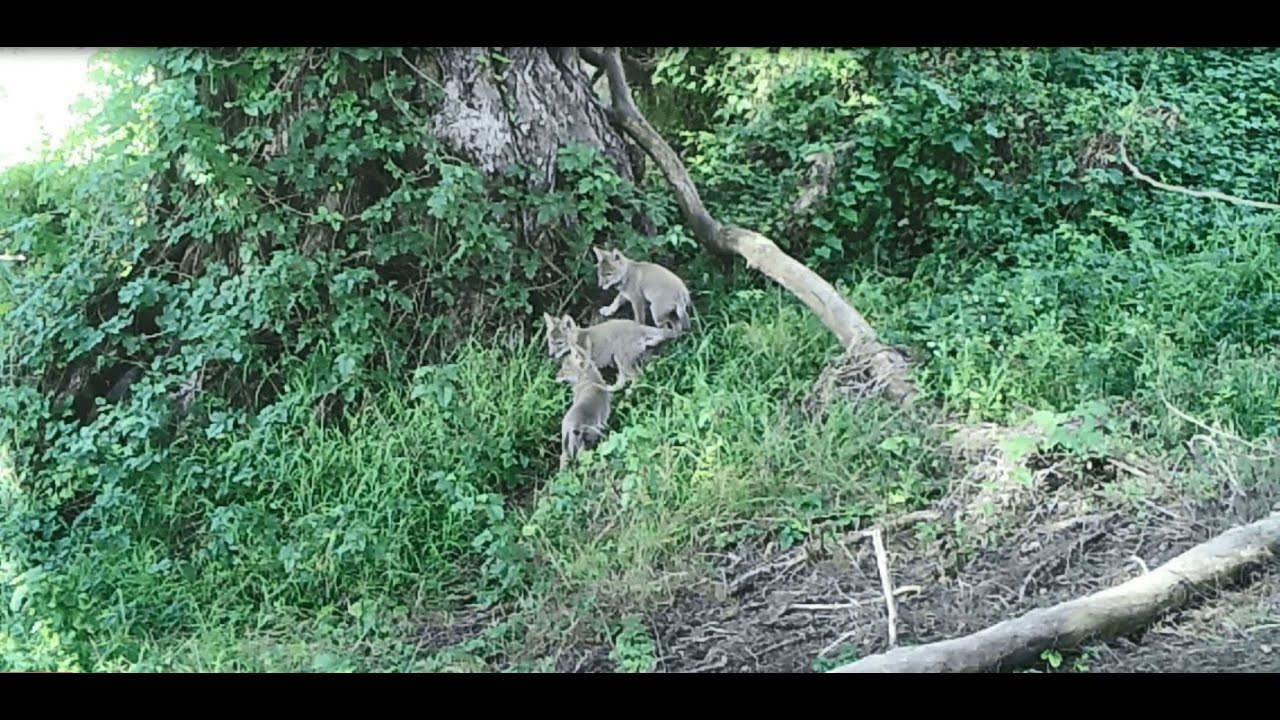 Coyote Pups