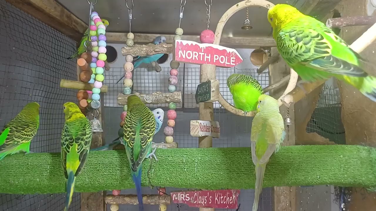 How Smart Are Parrots? Let’s Test Them!