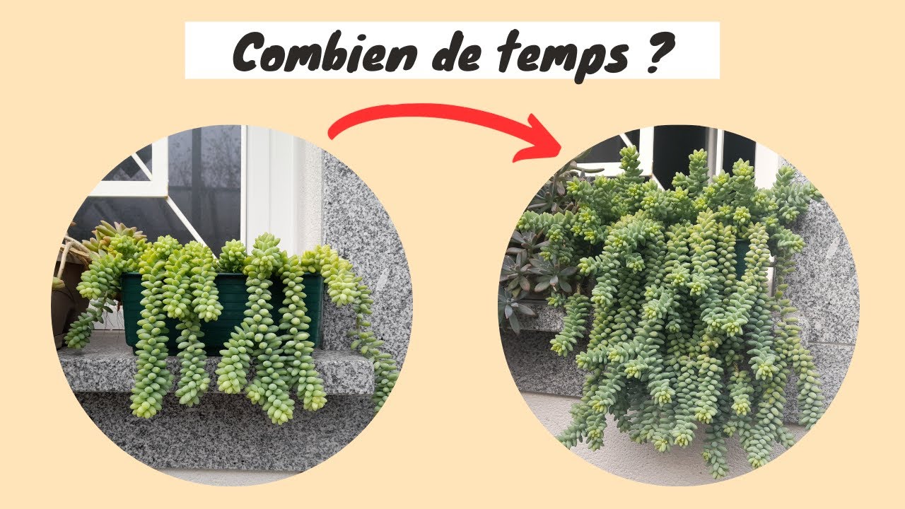 Le sedum burrito : conseils de culture