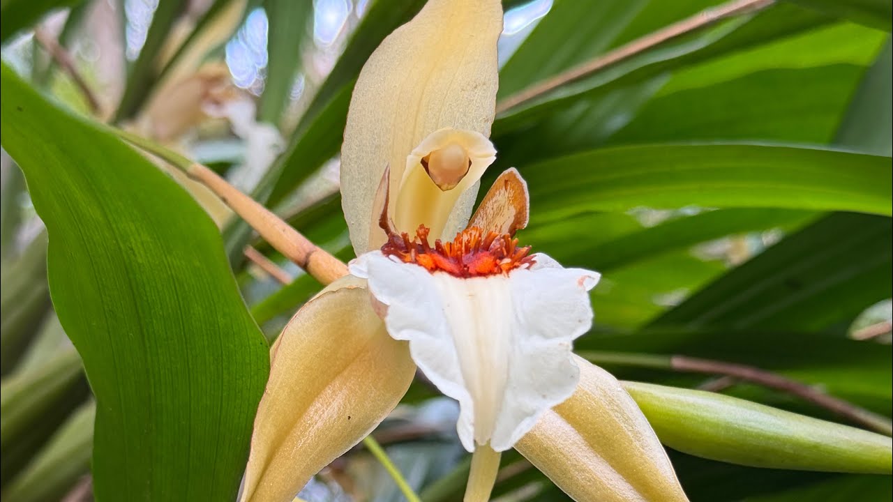 Гуляемов саду Орхідей #Costa Rica#орхідеї #orchid #flowers #огляд #orchid #