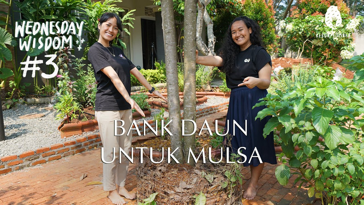 4 Cara MUDAH Mengumpulkan Mulsa dengan Bank Daun