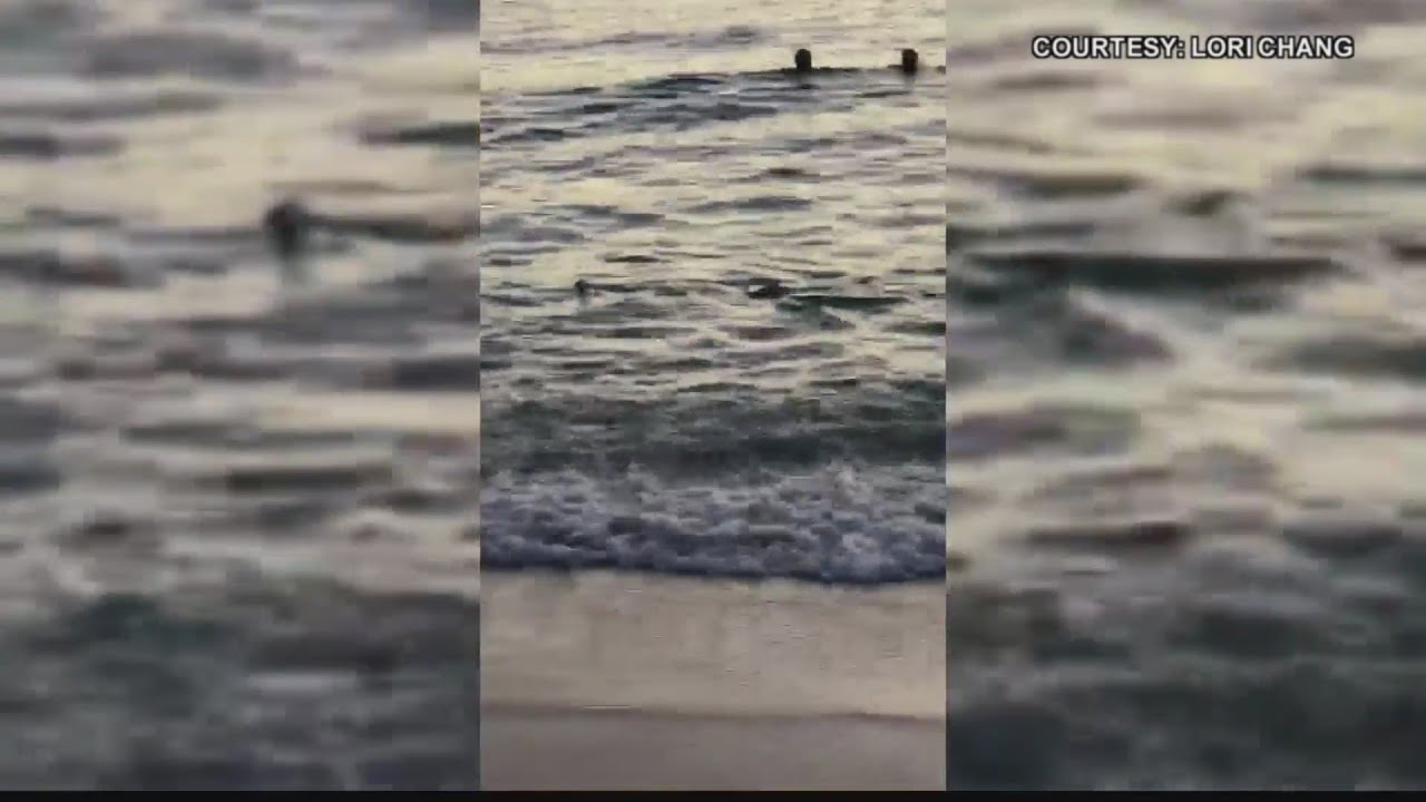 VIDEO COURTESY LORI CHANG: Sharks seen at Kaimana Beach in Waikiki for a second day in a row