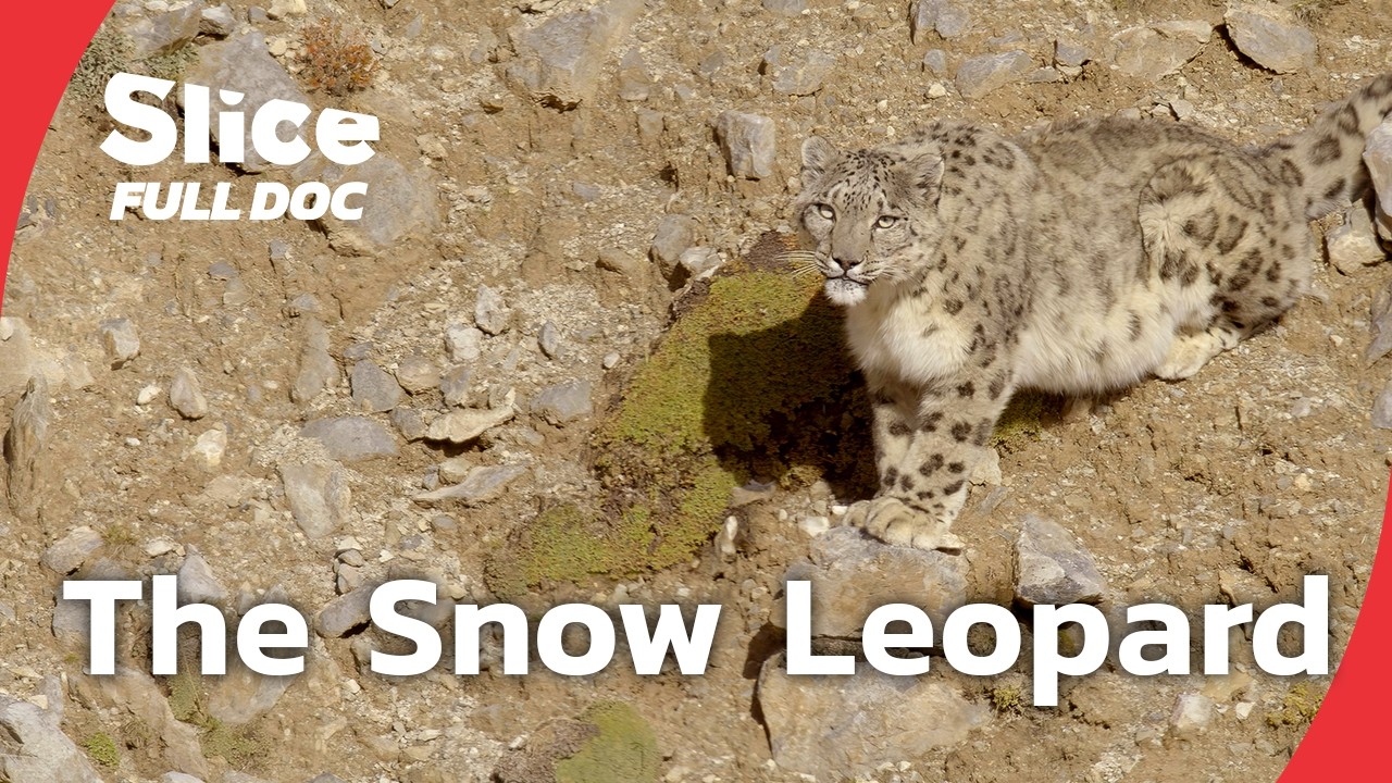 The Snow Leopard: A Rare Encounter in Tibet | FULL DOCUMENTARY