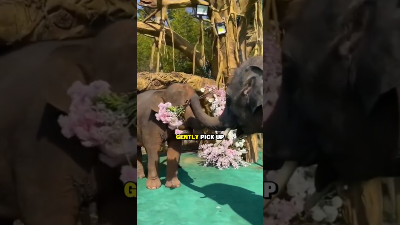 How Elephants Talk With Their Feet!