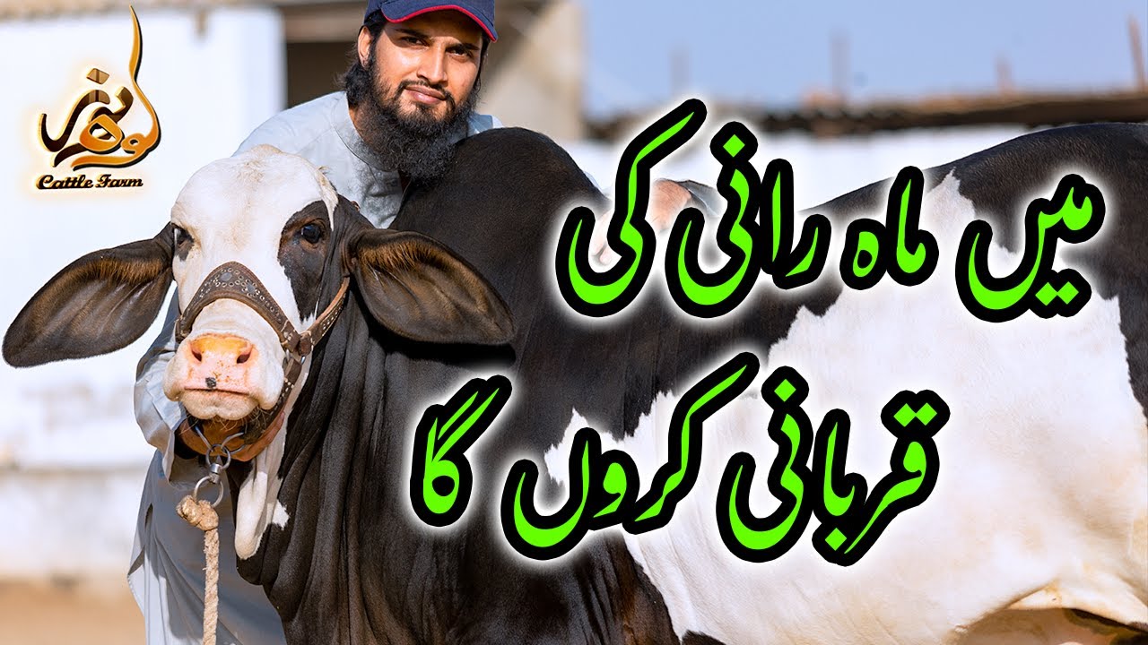 SURPRISING SODA! Naseeb Ke Soday Kese Hote Hain? Rohaib Bhai or Kohinoor Cattle Farm Ka Shouq