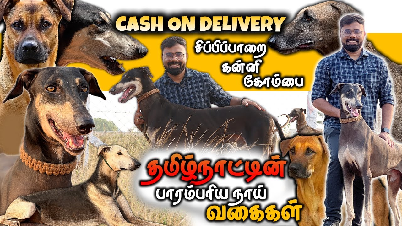தமிழ்நாட்டின் புகழ்பெற்ற நாட்டு நாய்கள் | கன்னி | சிப்பிப்பாறை | ராஜபாளையம் | கொம்பை!