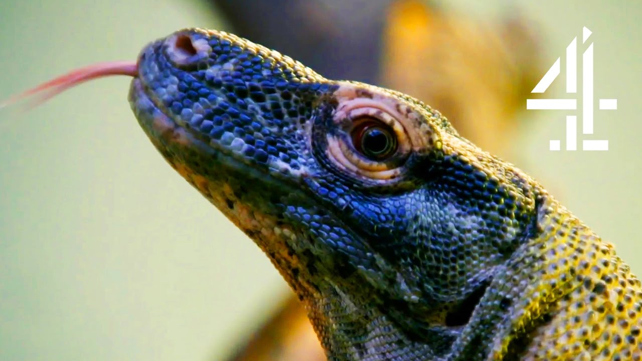 The Story Of The Shy, Lazy Dragon | The Secret Life Of The Zoo