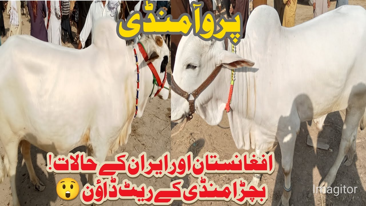 Paroa Cow Mandi Rates 2026 Today ! Pure Sahiwal & Cholistani Cows ! Brahman Nukra Gulabi Bachre