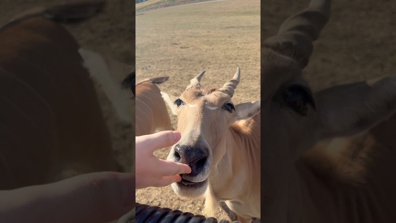 Seeing Antelopes Up Close for the First Time on the Lake Tobias Wildlife Tour #wildanimals