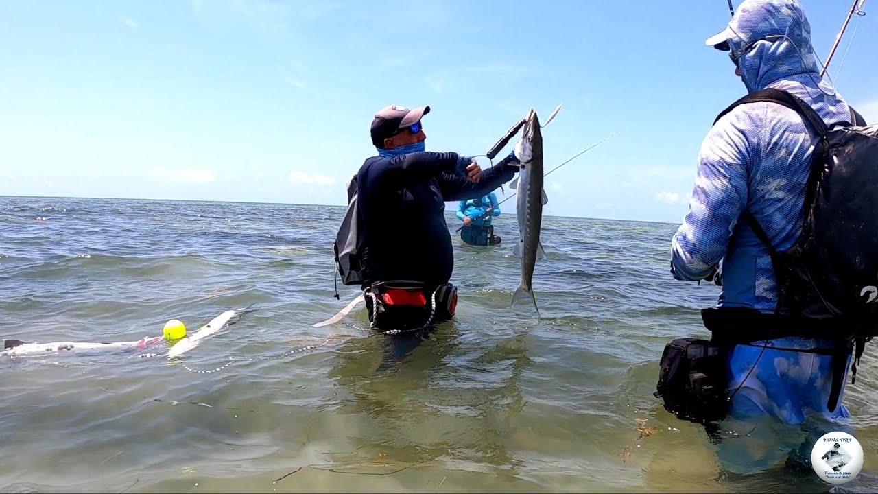 PESCA de Barracudas CONSEJOS Y TRUCOS para garantizar el &eacute;xito