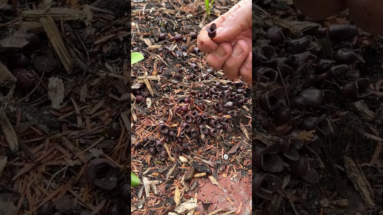 Asarum forbesii 'Mercury' в полном цвету (дикий имбирь)
