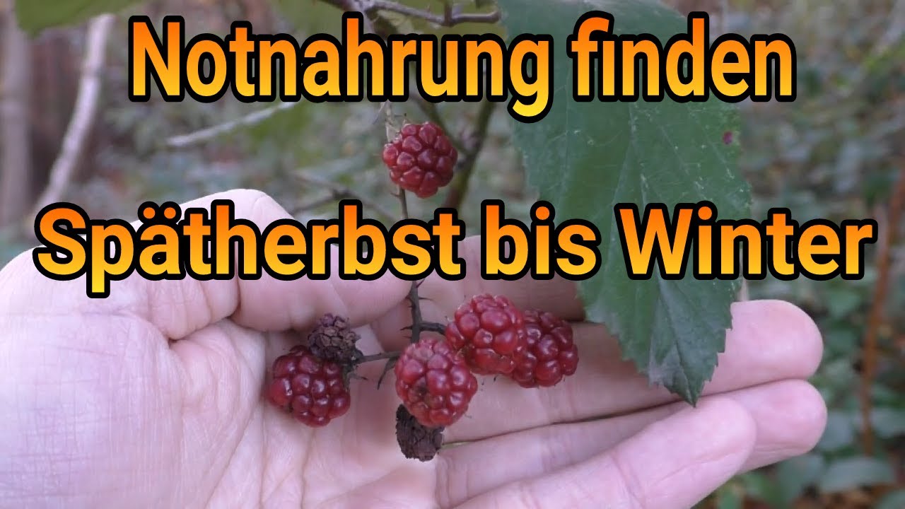 Notnahrung im Winter - &Uuml;berleben im Wald von Sp&auml;therbst bis Winteranfang [Was kann man noch essen]