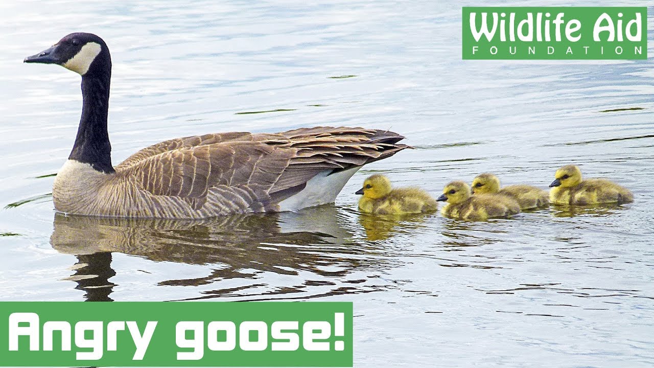 Angry goose reunited with babies!