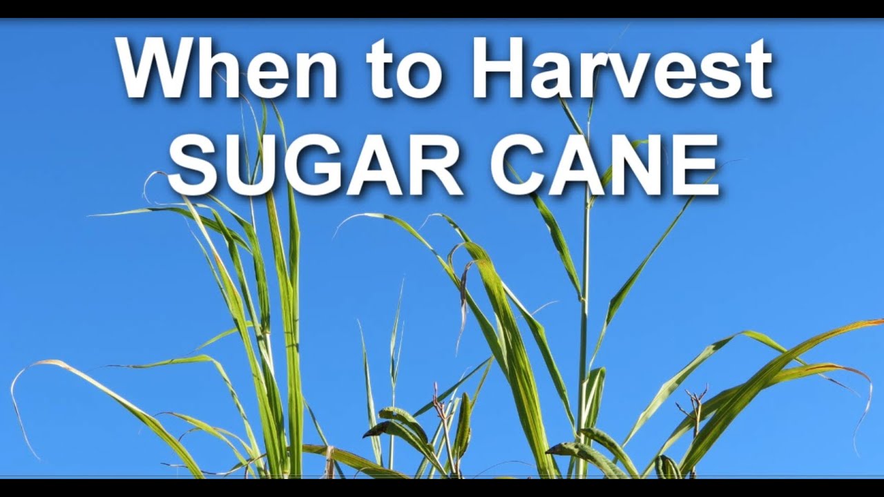 When to Harvest Sugar Cane from Your Garden
