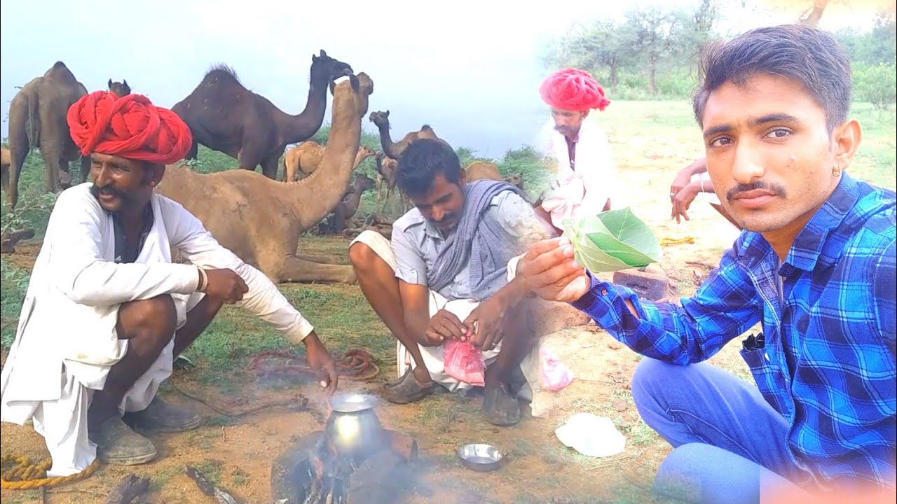 ऊंटनी के दूध की चाय पीया पहली बार - Camel Milk Tea | Village Life Rajasthan | Camel |Camel Rajasthan