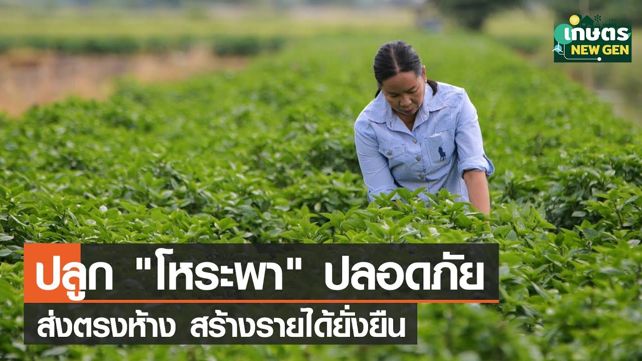 เกษตรกรเฮ ! ปลูก “โหระพา” ปลอดภัยส่งตรงห้าง 24 ชม. สร้างรายได้ยั่งยืน | เกษตรนิวเจน