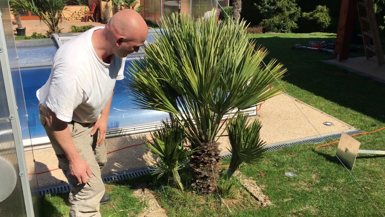 EXOTIC GARDEN - Palmy a Zahrady s.r.o.-Glasshouse removal PART II - Chamaerops Humilis Vulcano 2017