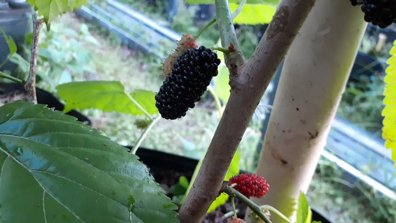AMORA GIGANTE ITALIANA - Produzindo em Vaso com Menos de 1 ano.
