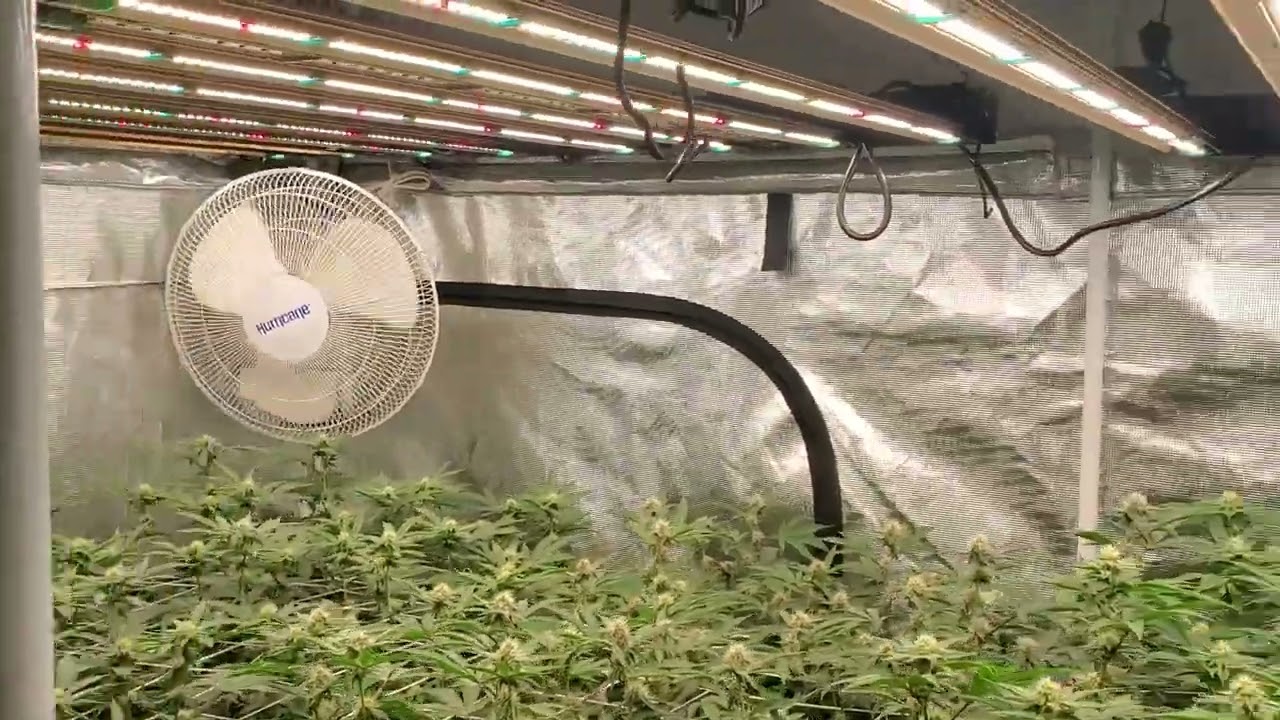 2 roi-e720 5x9 gorrilla grow tent ac infinity end of week 3 wedding pie 2.0 tropcherry doghead #9
