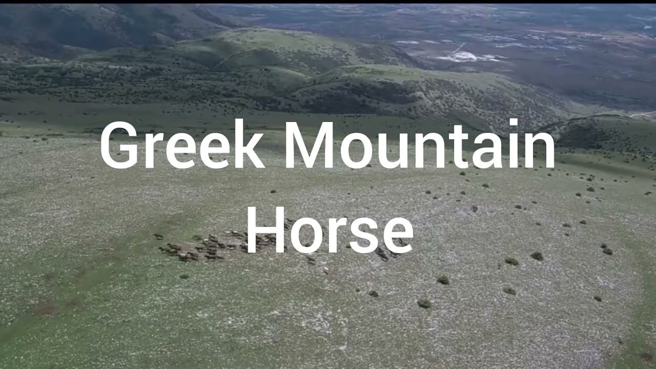 Pindos Pony - Greek Mountain Horse 🐴 Historical Horse Breed Thessalien Family and Trekking 💖