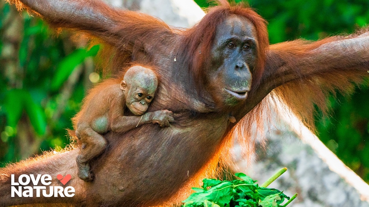 Young Orangutan Falls Victim to Malaria | Orangutan Jungle School 304
