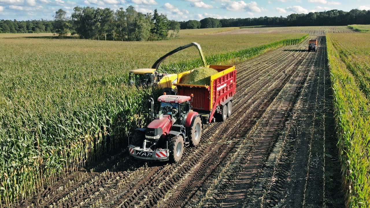 Mais Silage | New Holland FR600 + Case IH + Valtra | Nap | 2021