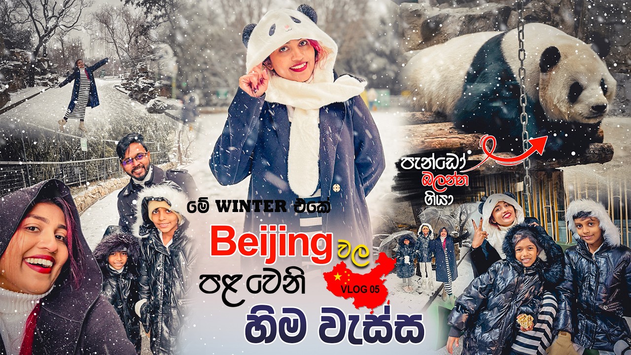 Panda Zoo එකේ අතරමං උනා | හිම වැස්සේ පැන්ඩො බලන්න Beijing Zoo එකට ගියා ‍