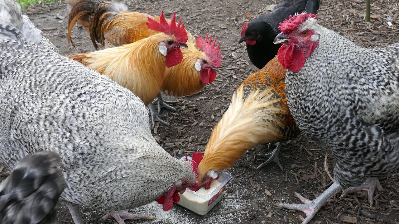 Feeding Almond Meal to the chickens - Part TWO - (EATING SOUNDS) No talking/no crowing