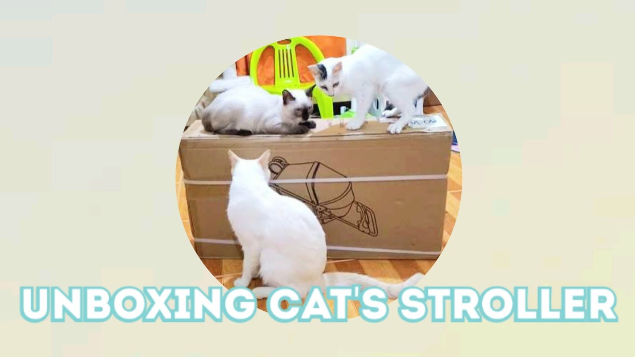 UNBOXING CAT'S STROLLER! THEY LOVE IT! #dmeowbuddies #cats #cutecats #unboxing #catstroller