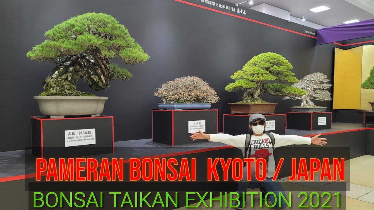 pameran bonsai kyoto / jepang  BONSAI TAIKAN EXHIBITION 2021