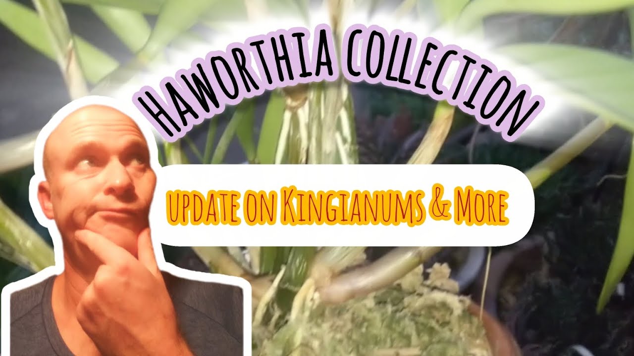 Хавортии и новости о кингианумах 😌🤲🌿