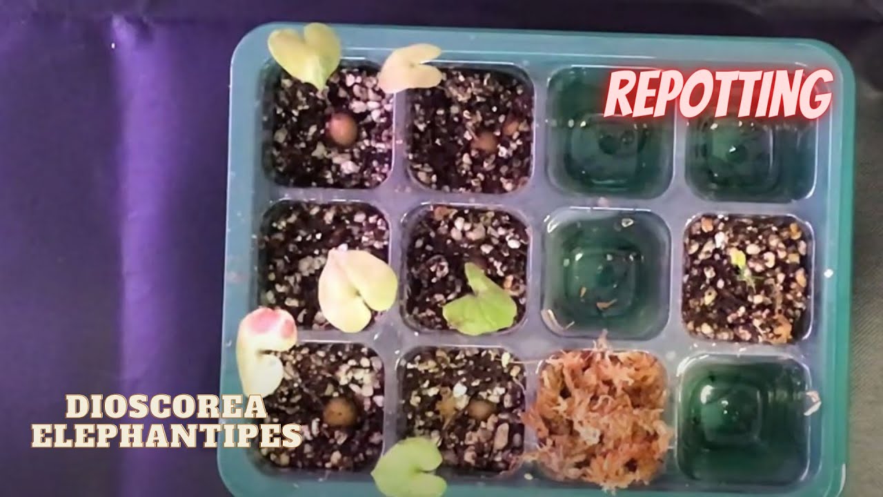 Repotting | Dioscorea Elephantipes repotting update and trying sphagnum moss