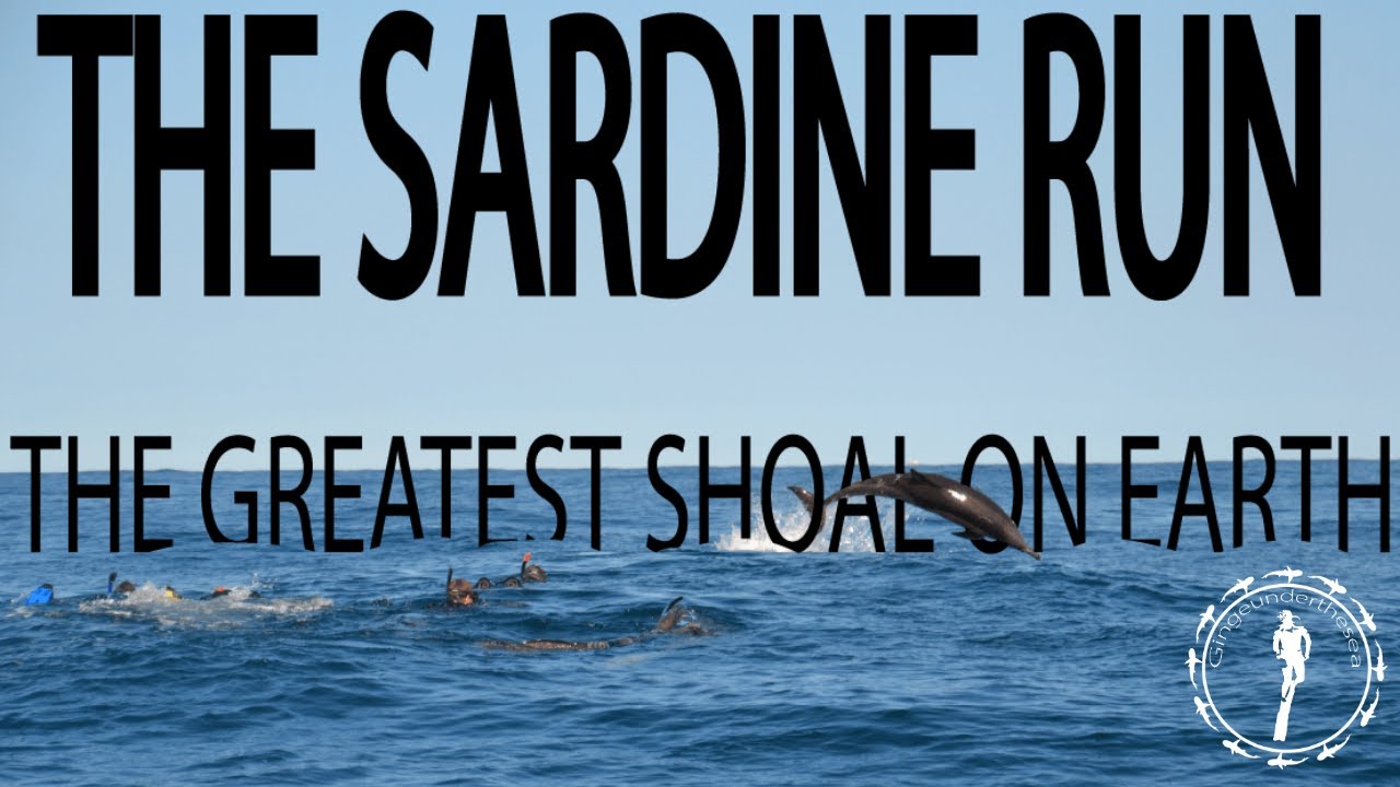 THE GREATEST SHOAL ON EARTH - THE 5 MOST EXCITING DAYS OF MY LIFE! South African Sardine Run 2017