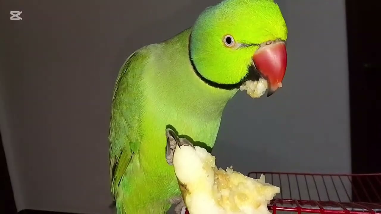 Ringneck Indain Parrot🦜 Talking and Eating guava🍐