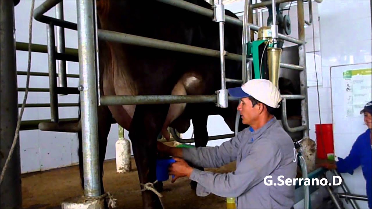 Buenas prácticas de ordeño en lechería tropical con F1 Pardo Suizo x Brahman - Gabriel Serrano Díaz