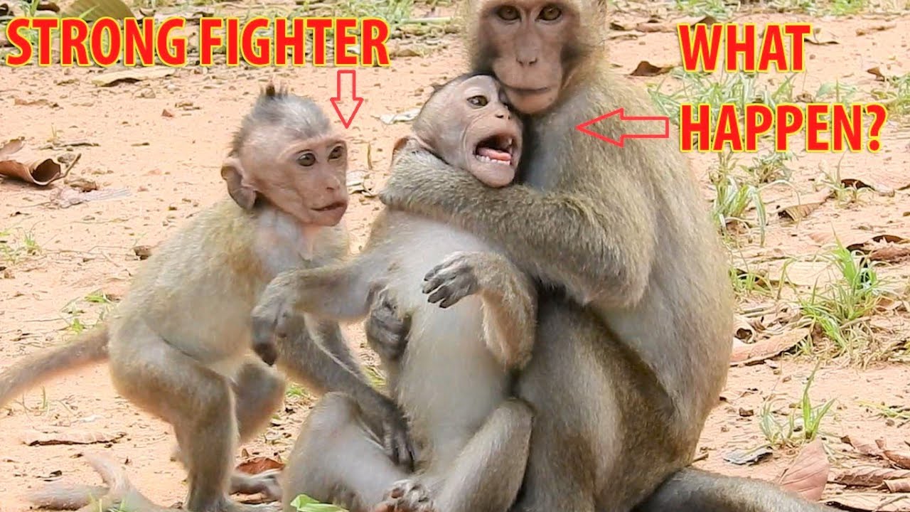 What Happen Baby Bavin?|Baby Dustin Strongly Fight With Amber Friends|Piper Take Care Baby Dustin