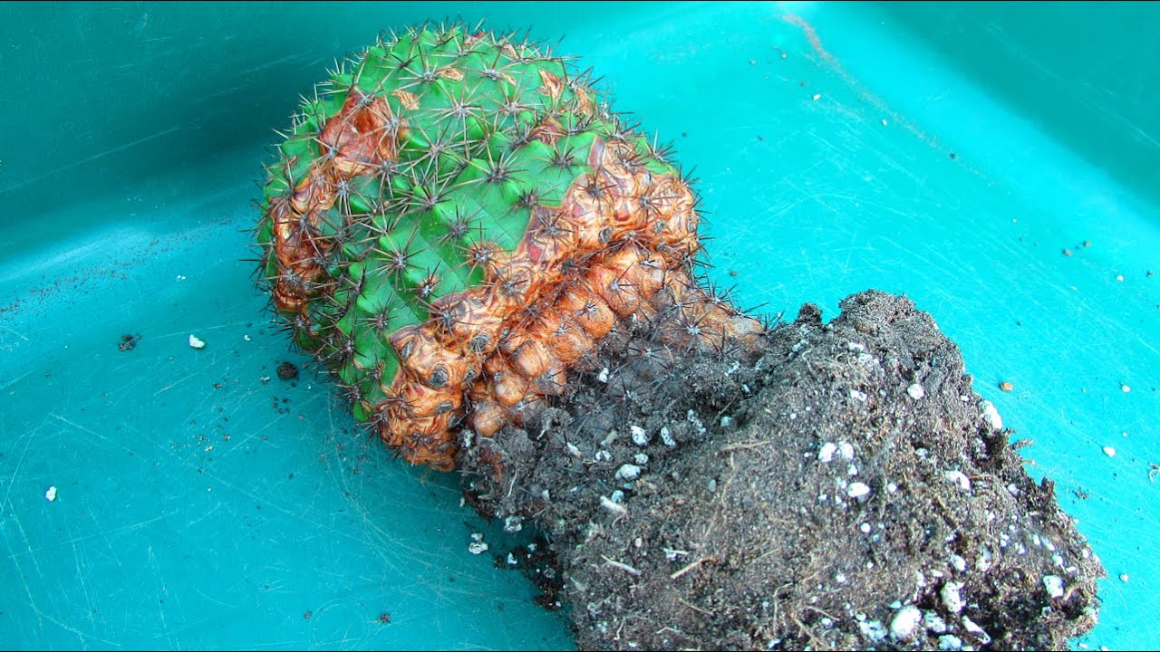 Cactus Plants Shrivelled / Wrinkled at the Base & what to do