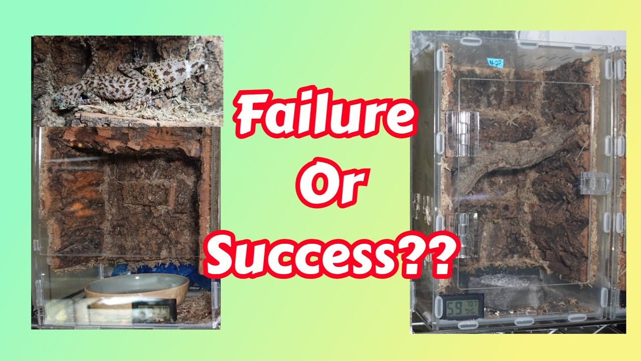 Riverine Leaftail Gecko 2025 Update! Phyllurus amnicola