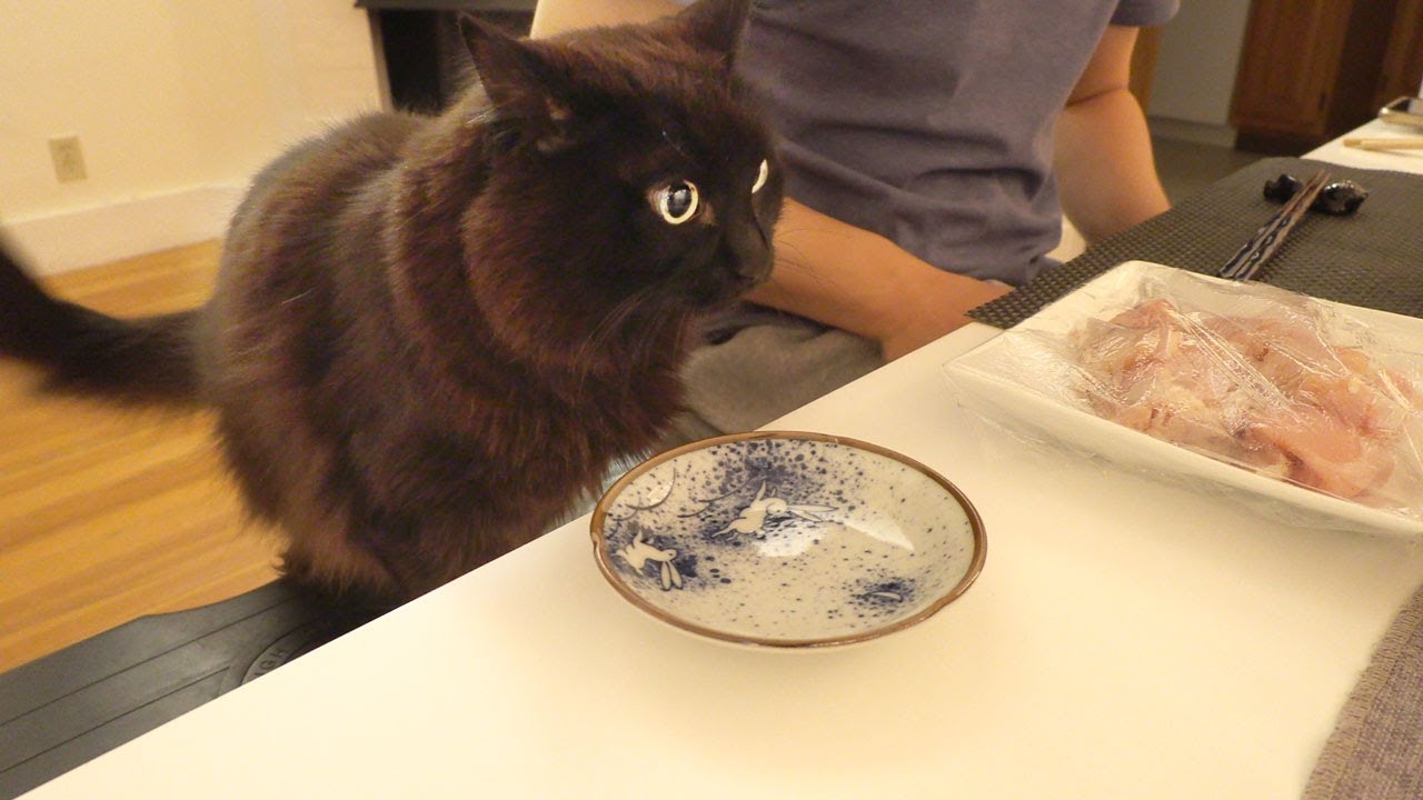 【しゃべる猫】食卓で行儀よく飼い主と一緒に鍋をつつく猫【しおちゃん】