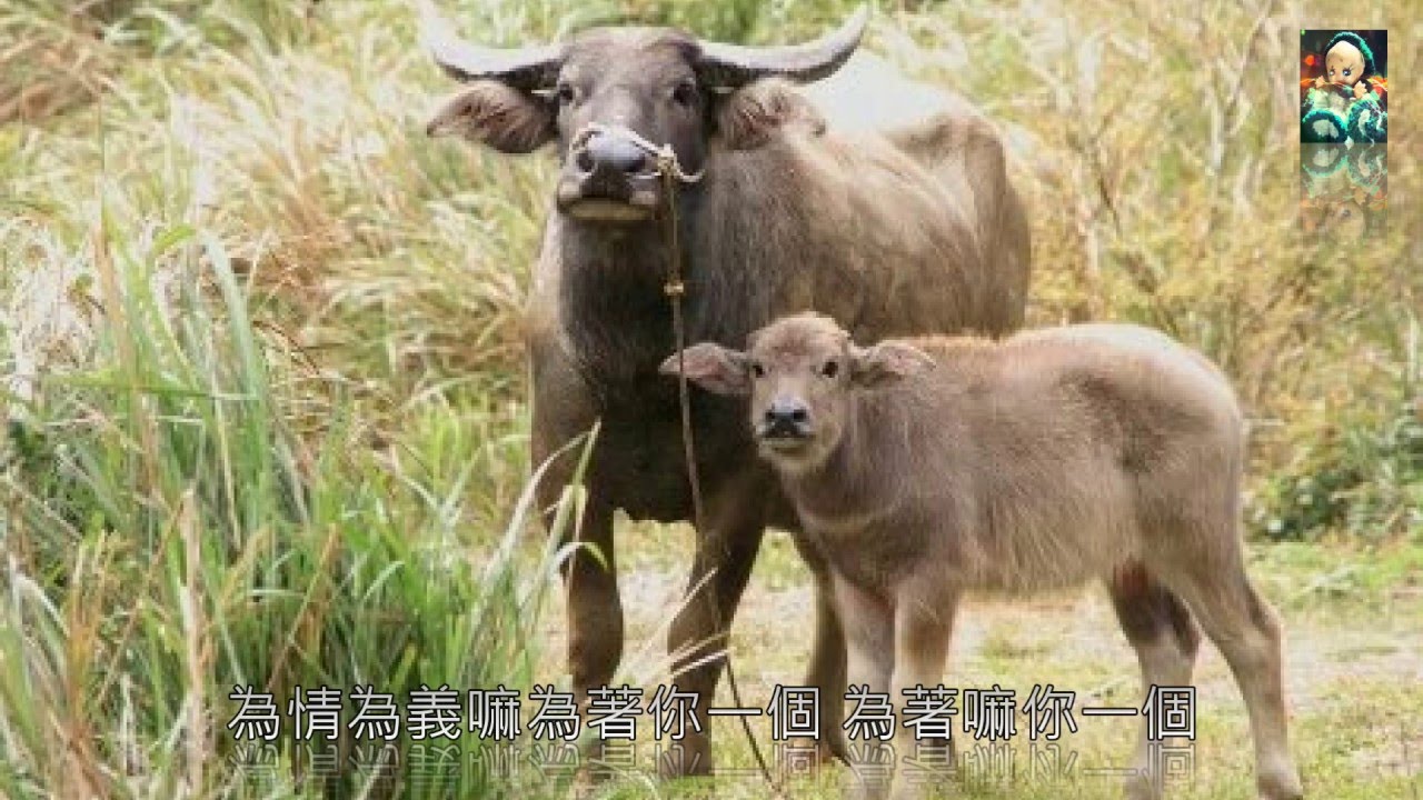 陳一郎 探獄情義 / 陳盈潔 探獄情怨